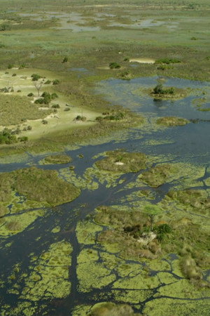 Okavango River