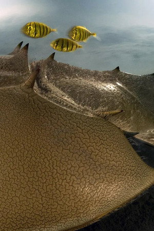 The horseshoe crab and the fascination of the abyss