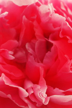 RHS Chelsea Flower Show 2013 Red Button Special
