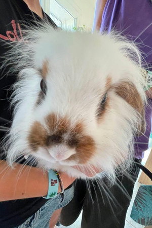 Bernard (lapin)