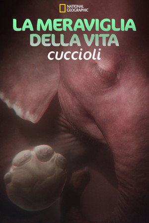 In the Womb: Animal Babies
