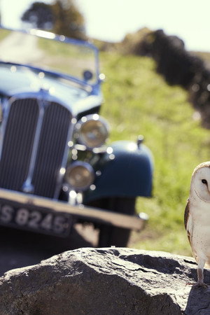 The Owl and the Pussycats
