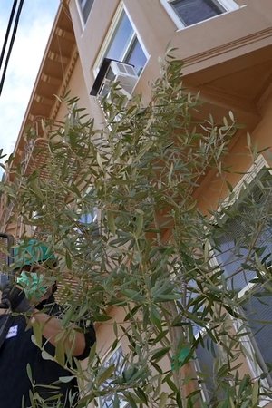 Olive for Steve