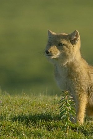 epizoda