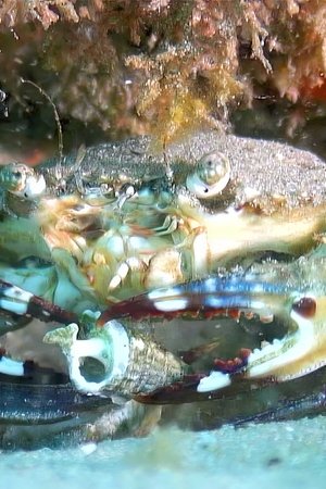 6. epizoda