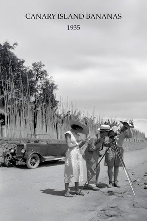Canary Island Bananas