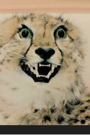 Cheetah Wound