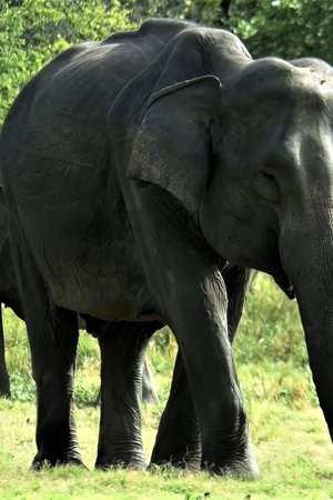 5. epizoda