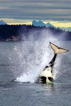 Orcas - Life in Black and White