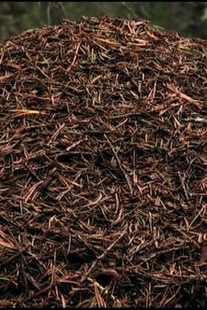 19. epizoda