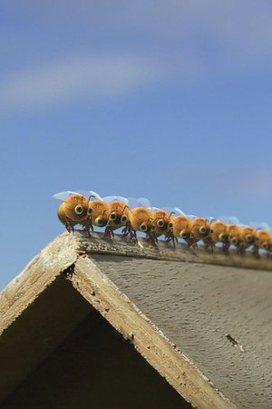 beehive on a troll