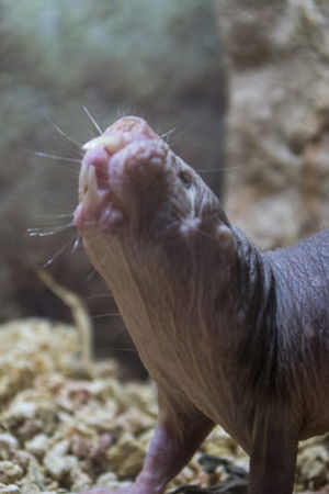 Rypoš lysí: Nejpodivnější superhrdina