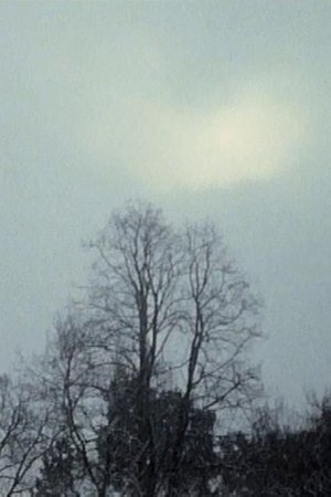 Kopfüber im Geäst