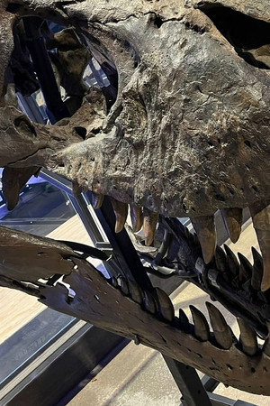 The Dinosaur Fossil Business
