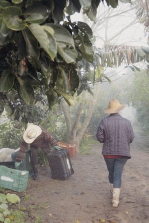 Mãos à Terra