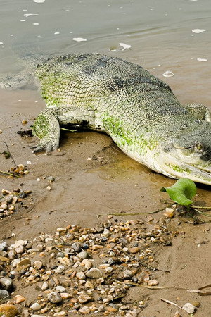 Nepal’s Gharials: The Challenge of Conservation