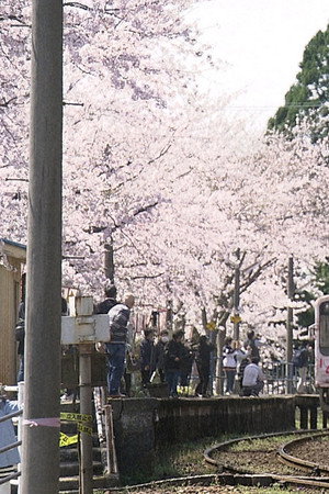 The Station Under the Cherry Blossoms