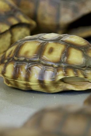 17. epizoda