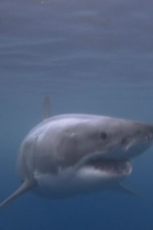 epizoda