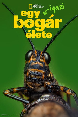 Egy igazi bogár élete