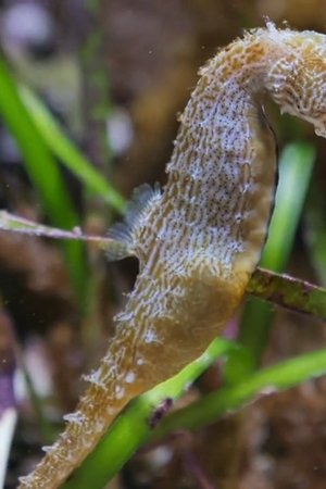 208. epizoda