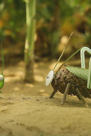 An acorn season