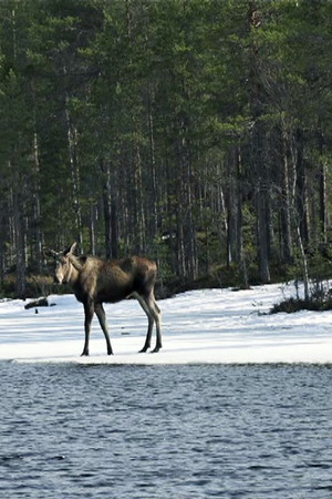 11. epizoda