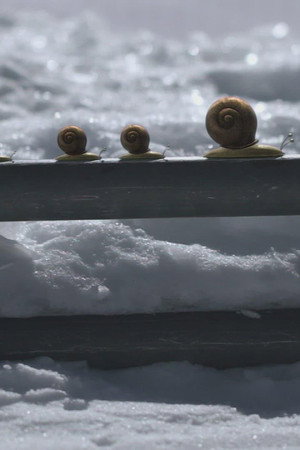 Black slope for gastropod skiers
