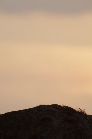 The Ostrich