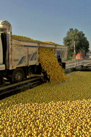 Longboards, Lemonade, Forklifts