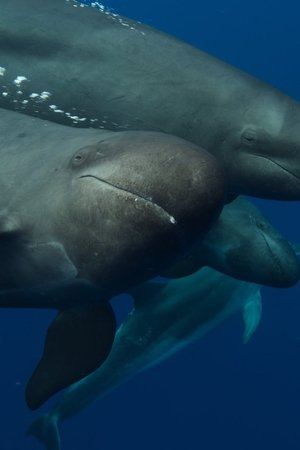 4. epizoda
