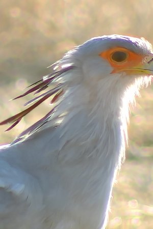 epizoda