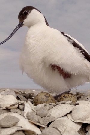 Marker Wadden