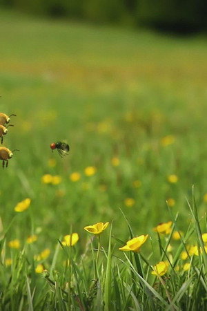 Honey fly