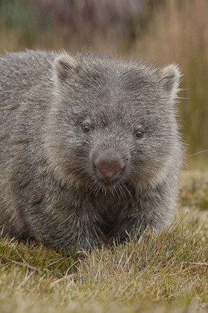 Part 1: In A Wombat's World