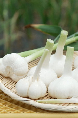 Garlic