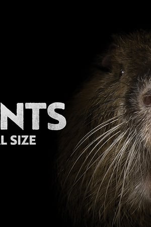 Rodents of Unusual Size