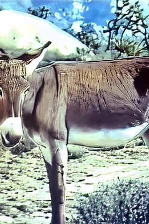 Wild Burro of the West