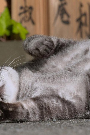 Tokyo: Cats in the Big City