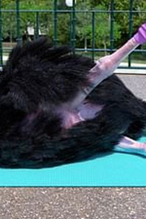 12. epizoda