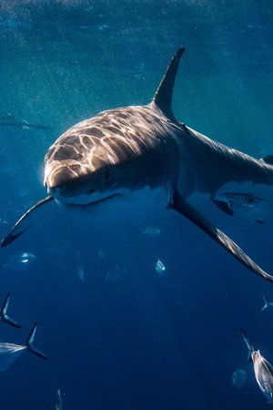 I Was Prey: Terrors From the Deep