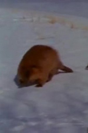 15. epizoda