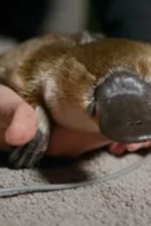 5. epizoda
