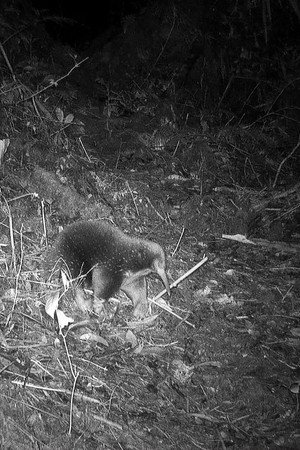 A Photographic Hunt for Extinct Species