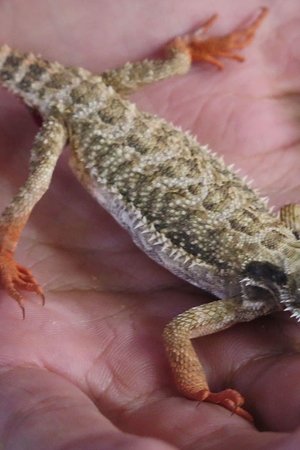 10. epizoda