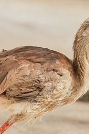 4. epizoda