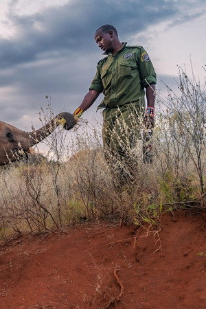 Becoming Elephant: The Orphans of Reteti | Graduation Day