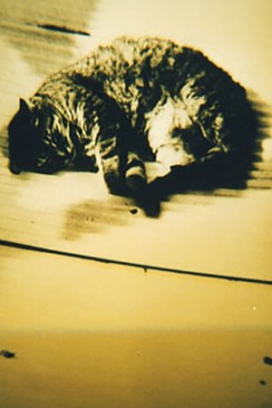 Animal Studies