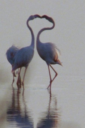 5. epizoda