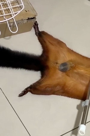 The Oscar-worthy flying squirrel